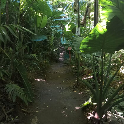 Jungla Urbana