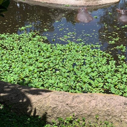 Pistia stratiotes L.