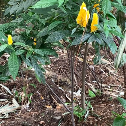 Pachystachys lutea Nees.