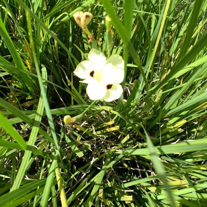 Dietes bicolor Steud.