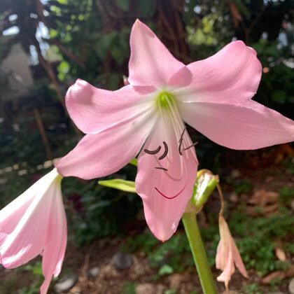 Amaryllis belladona L.