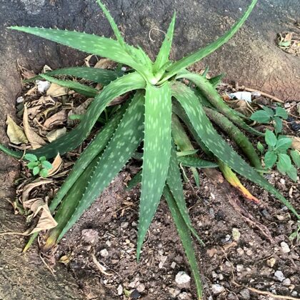 Aloe Maculata All.