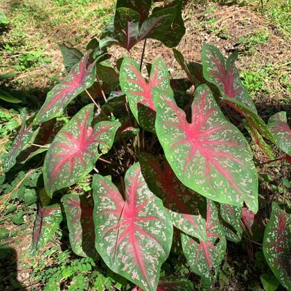 Caladium bicolor Aiton.