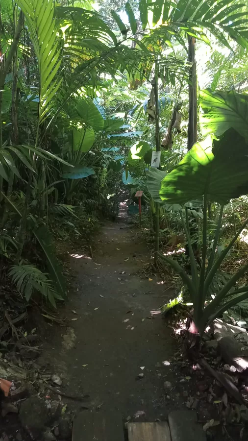 Jungla Urbana