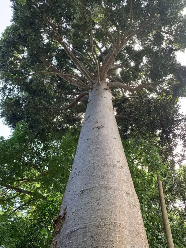 Agathis australis D. Don in Lamb