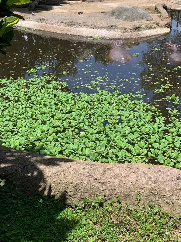 Pistia stratiotes L.