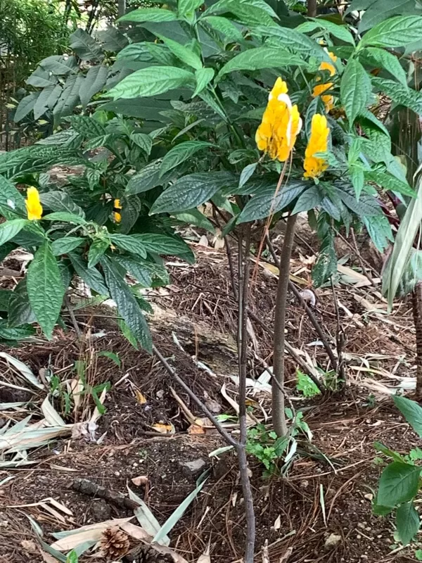Pachystachys lutea Nees.