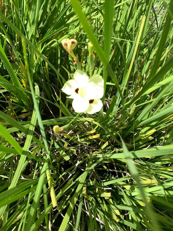 Dietes bicolor Steud.