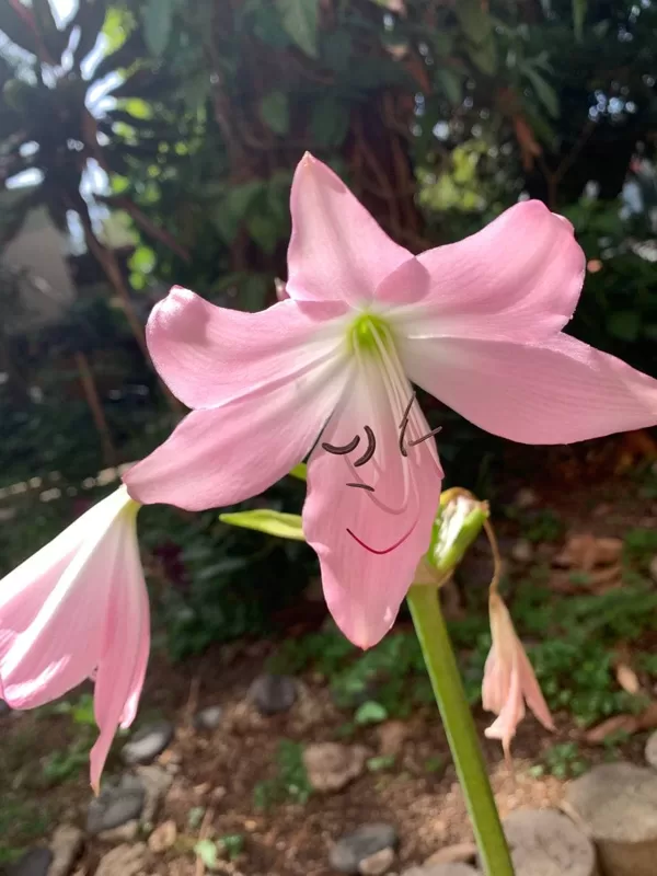Amaryllis belladona L.