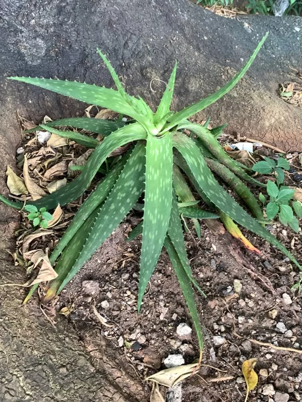 Aloe Maculata All.