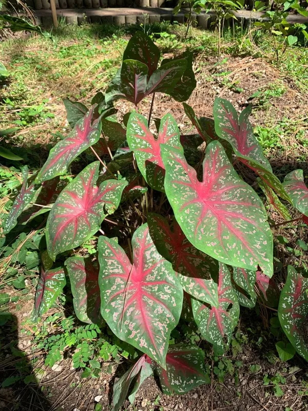 Caladium bicolor Aiton.